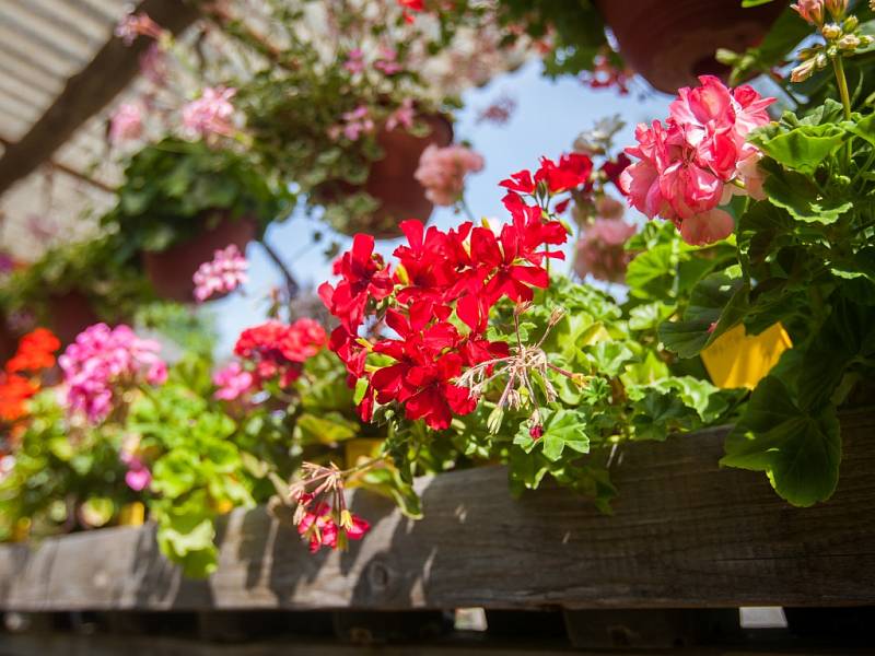 Největší výstava fuchsií (na snímku z 6. července) v České republice, na které je vystaveno 1200 kultivarů fuchsií, 400 pelargonií a 130 achimenes, se nachází v Liberci a je veřejnosti přístupná každý den kromě středy, a to až do 31. srpna.