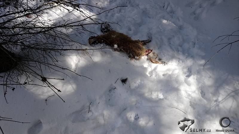 Zabitá liška vlky v Jizerských horách.