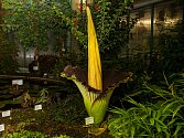 V liberecké botanické zahradě rozkvetl 8. července po třech letech zmijovec titánský.