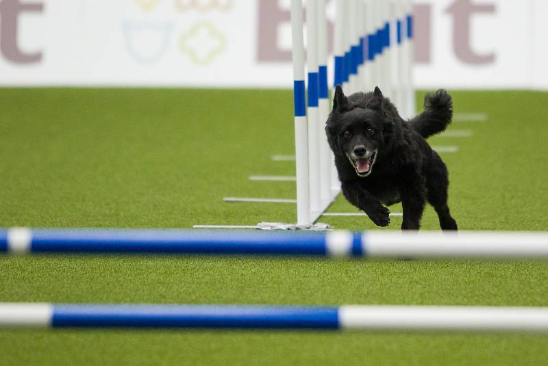 Poslední den Mistrovství světa v agility proběhl 8. října v Home Credit areně v Liberci. Na snímku je disciplína agility jednotlivců se středně velkými psy.