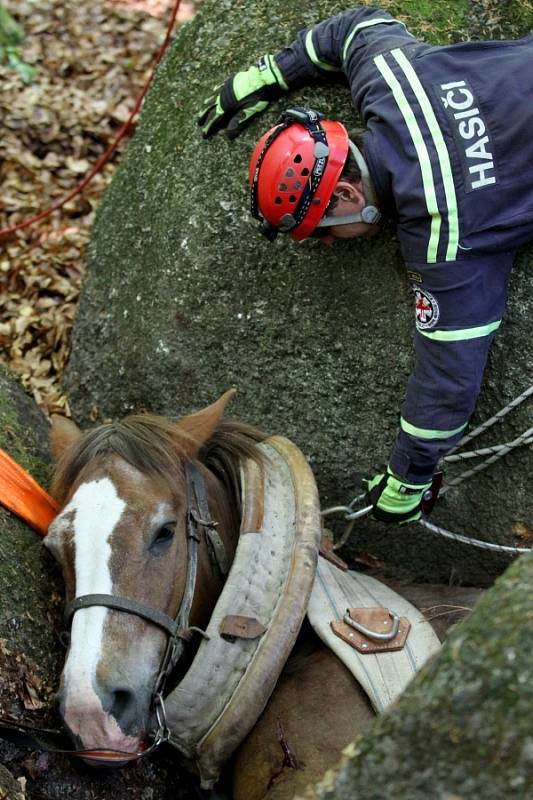 Těžařský kůň uvízl mezi balvany v lese v Oldřichově v Hájích na Liberecku. Zraněného se ho podařilo hasičům vyprostit po třech hodinách.