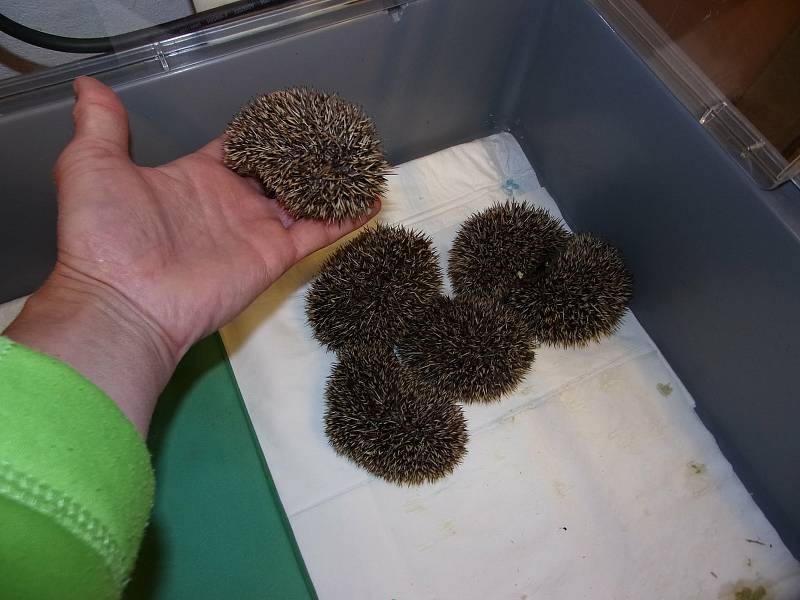 Šest malých ježků.