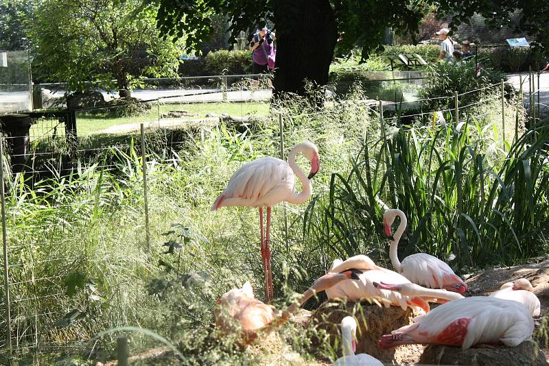 Mezinárodní den slonů v liberecké zoologické zahradě.