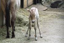 Dvě hříbata koně Převalského se narodila v květnu v liberecké zoo.