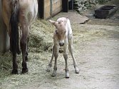 Dvě hříbata koně Převalského se narodila v květnu v liberecké zoo.