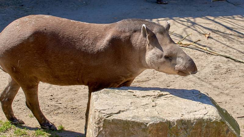 Zoo se sice vyprázdnila, ale péče o zvířata nepočká.