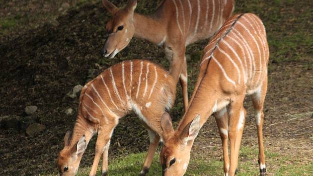 V LIBERECKÉ ZOO pokřtili první úspěšně odchované mládě nyaly nížinné, jejichž chovem se pod Ještědem zabývají od roku 2010.