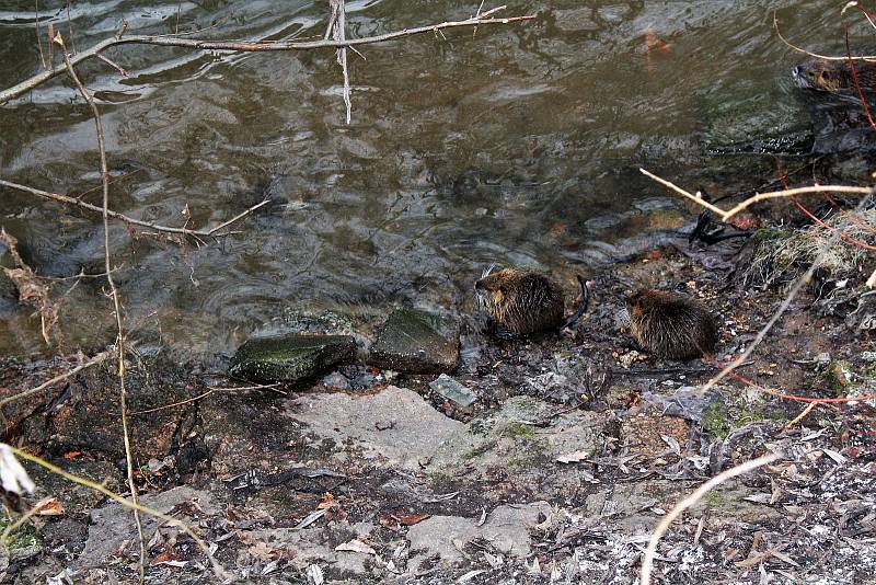 Na výskyt nutrií upozorňuje cedule, která zakazuje jejich krmení. Nutrie ničí faunu a flóru ve svém okolí, mohou napadnout děti a domácí zvířata a v neposlední řadě přenáší nakažlivé nemoci.