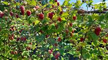 Na plantáži v Proseči nad Nisou pěstují pro radost maliny i ostružiny. Pořádají i samosběry.