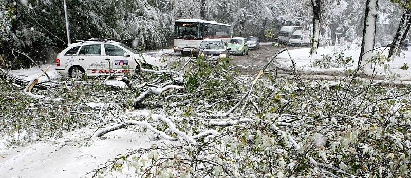 Na Jablonecké ulici v Liberci zastavil dopravu spadlý strom. Někteří ridiči čekání nevydrželi a vytvořili si zkratku přes okraj parku. 