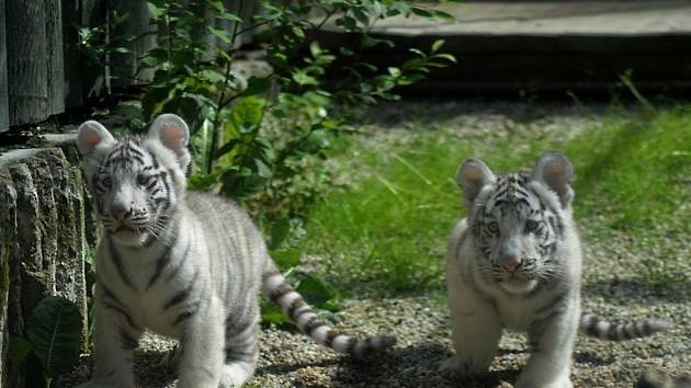 Tygříci ve venkovním výběhu zoologické zahrady v Liberci. 