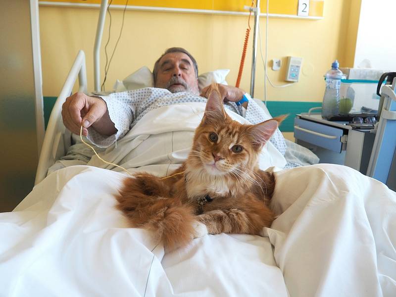 Zvířecí smečka v krajské nemocnici má nový přírůstek. Kocour James Bond pomáhá v rámci zvířecí terapie na oddělení následné péče.