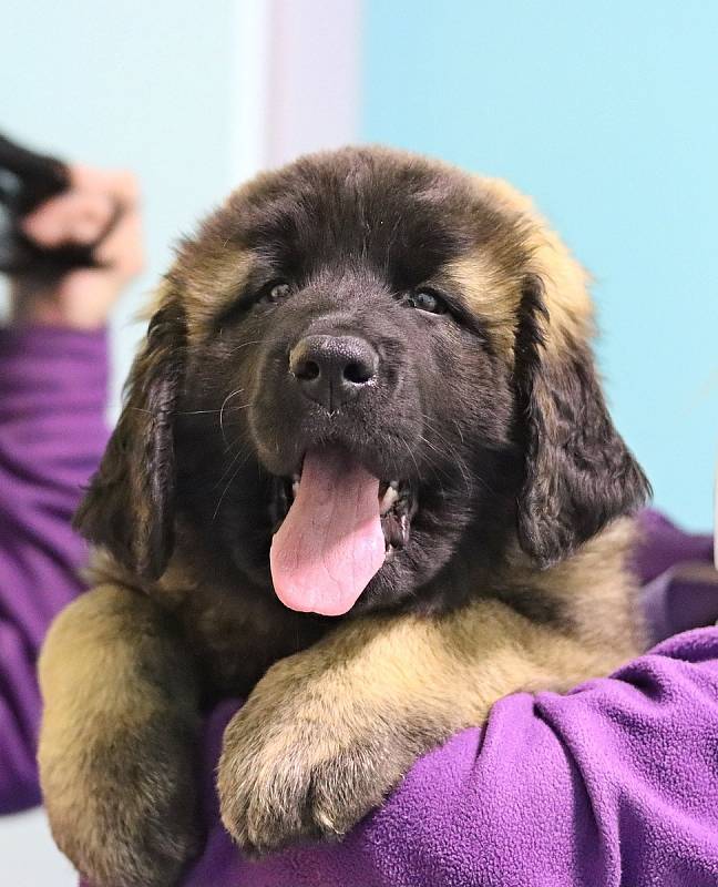 Golden Royal Victory Druhá šance alias Viky se brzy stane další posilou libereckého terapeutického týmu.