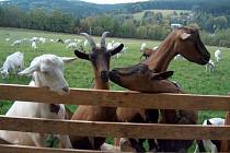KOZÍ FARMA V PĚNČÍNĚ chová na 730 koz a 600 ovcí. Na webových stránkách farmy naleznete i několik receptů z kozích a ovčích mléčných produktů.