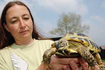 Suchozemská želva čtyřprstá, kterou drží zooložka Ivana Hancvenclová, je ve volné přírodě spíše kuriozitou, na rozdíl od vodní želvy nádherné. Jejího majitele se naštěstí podařilo vypátrat a „korytnačka“ se vrátila domů.