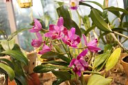 V liberecké botanické zahradě kvetou kamélie i orchideje.