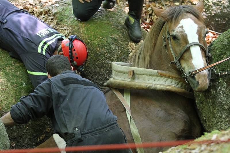 Těžařský kůň uvízl mezi balvany v lese v Oldřichově v Hájích na Liberecku. Zraněného se ho podařilo hasičům vyprostit po třech hodinách.