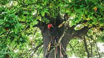 ARBORISTÉ NA LANECH. Koruna dubu ochránce z Vísky si vysloužila prořezání. 