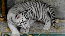 Mláďata vzácných bílých tygrů.