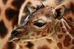 Samička právě narozené žirafy Rothschildovy má jméno Anastasia