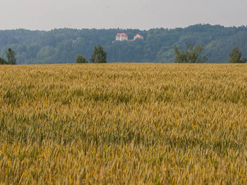Pšeničné pole nedaleko Turnova dne 8. července.