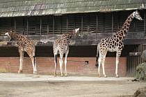 Liberecká Zoo přišla o samici žirafy Rothschildovy.