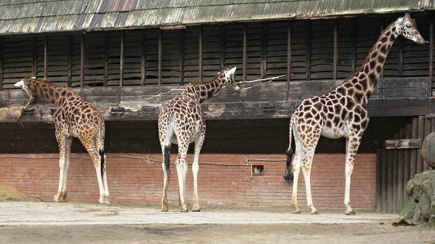 Liberecká Zoo přišla o samici žirafy Rothschildovy.