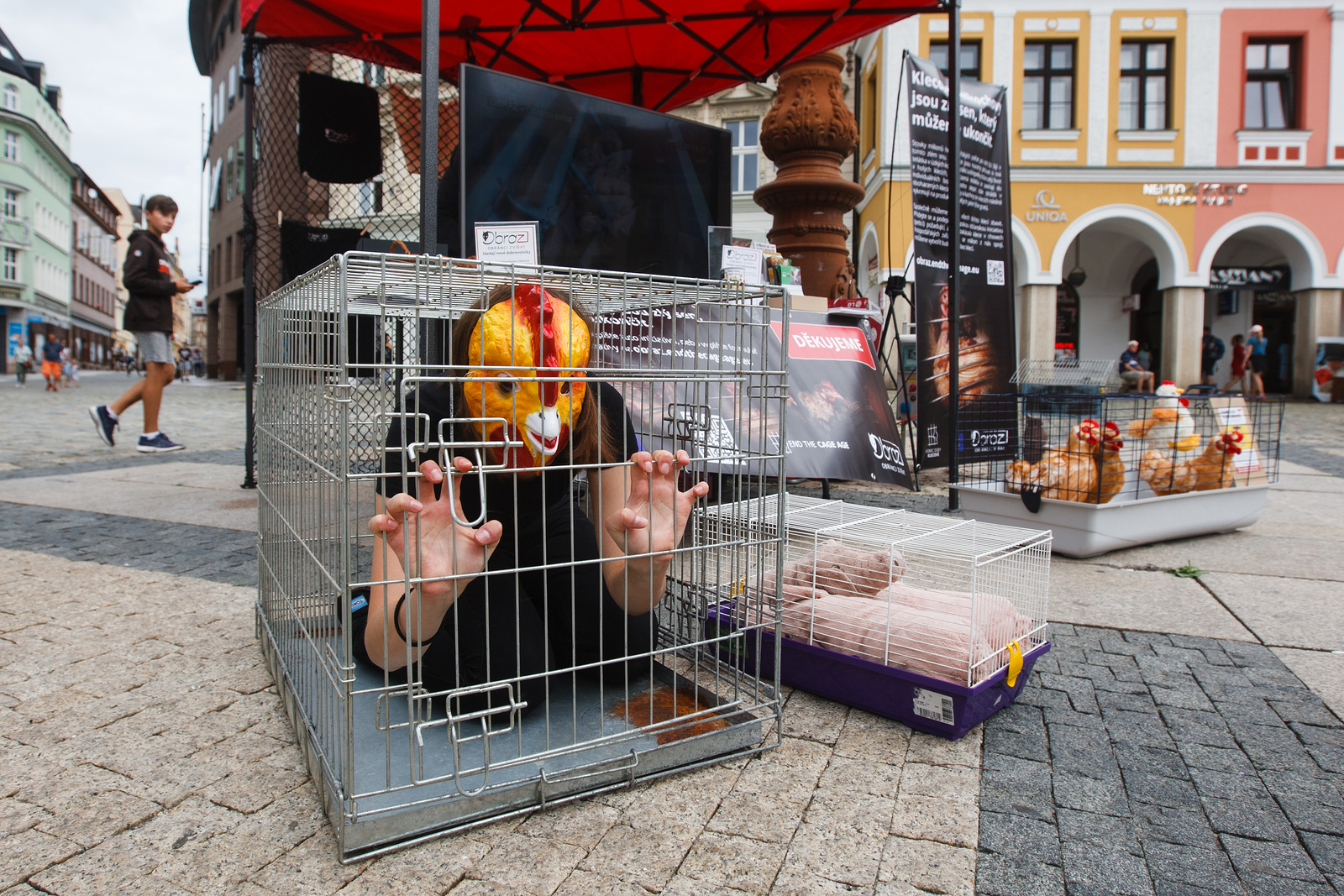 FOTO: V kleci. Liberecké náměstí se proměnilo v drůbežárnu plnou utrpení -  Českolipský deník