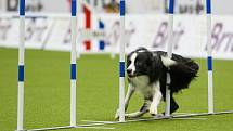 Mistrovství světa v agility začalo 5. října v Home Credit areně v Liberci, pokračovat bude až do neděle 8. října. Na snímku je disciplína jumping družstev s velkými psy.