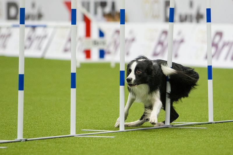 Mistrovství světa v agility začalo 5. října v Home Credit areně v Liberci, pokračovat bude až do neděle 8. října. Na snímku je disciplína jumping družstev s velkými psy.