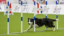 Mistrovství světa v agility začalo 5. října v Home Credit areně v Liberci, pokračovat bude až do neděle 8. října. Na snímku je disciplína jumping družstev s velkými psy.