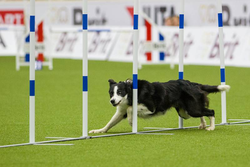 Mistrovství světa v agility začalo 5. října v Home Credit areně v Liberci, pokračovat bude až do neděle 8. října. Na snímku je disciplína jumping družstev s velkými psy.