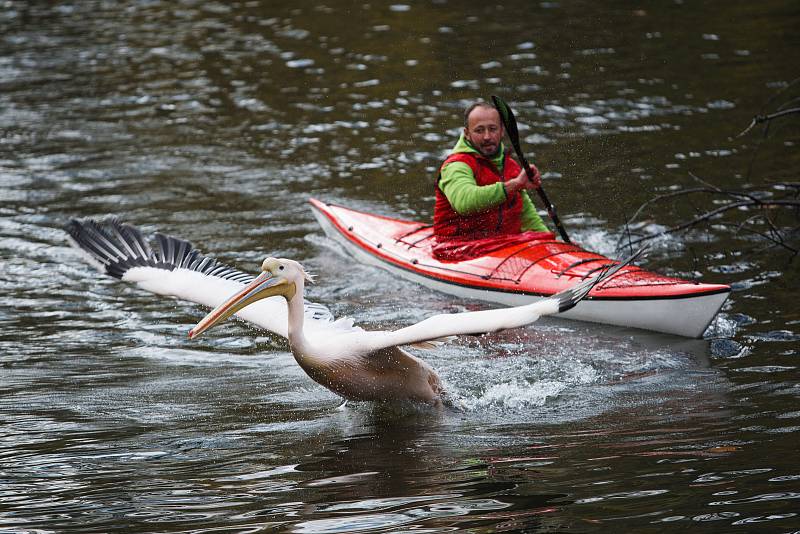 Odchyt pelikánů v liberecké zoologické zahradě.