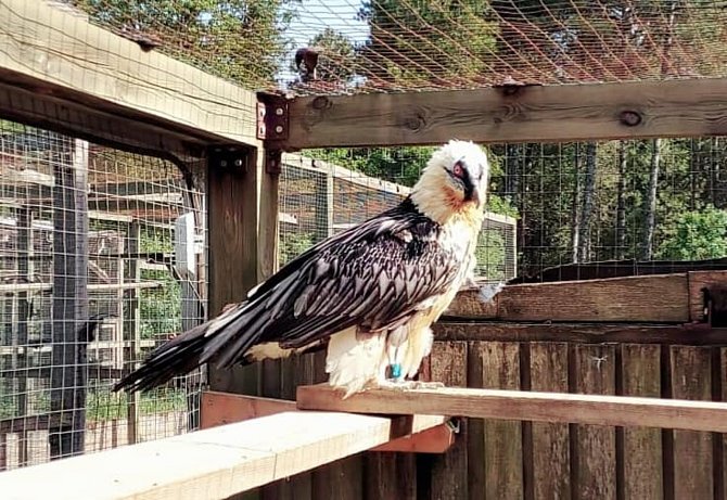 Odchované mládě orlosupa bradatého v liberecké zoo bylo vypuštěno do přírody.