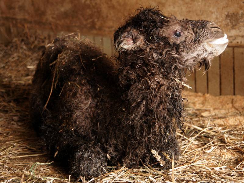 MÁ JMÉNO SELENGA. Liberecká zoo má nový přírůstek. Mládě velblouda dvouhrbého je samička a jmenuje se Selenga.