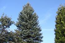 Smrk stříbrný se letos stane vánočním stromkem, který ozdobí liberecké náměstí.
