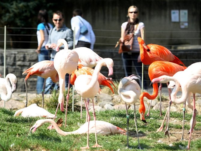 Zoologická zahrada v Liberci. 