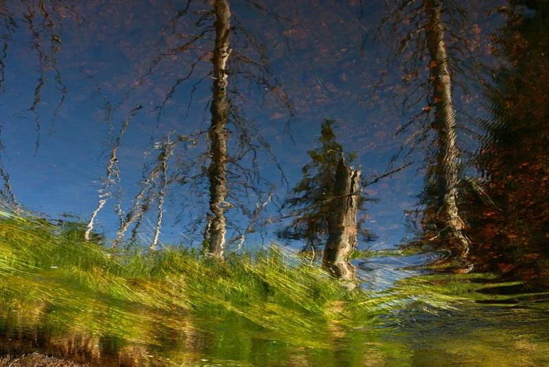 Lesní zrcadlení