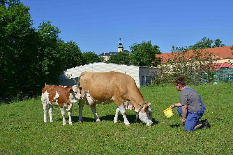 Zemědělství na Frýdlantsku vzkvétá i díky místní škole