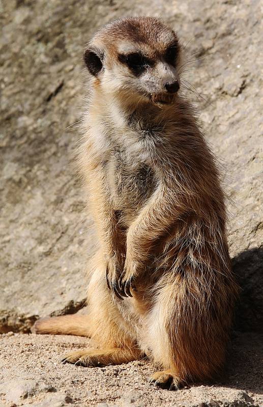 Zoologická zahrada v Liberci strádá, téměř tři čtvrtě roku sem nevkročil kvůli koronaviru žádný návštěvník.