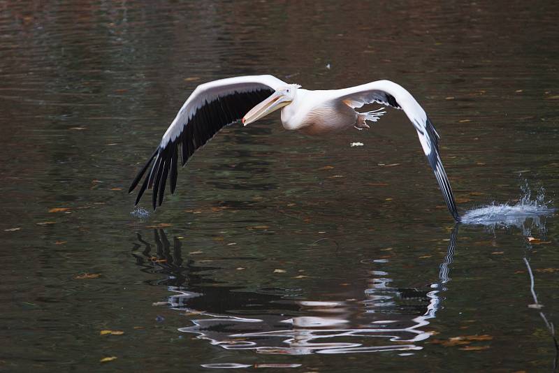 Odchyt pelikánů v liberecké zoologické zahradě.