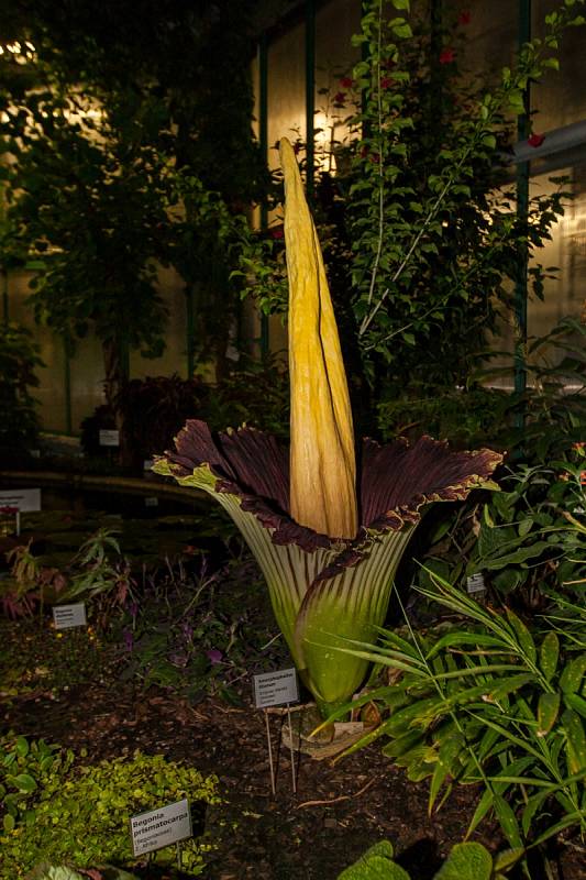 V liberecké botanické zahradě rozkvetl 8. července po třech letech zmijovec titánský.