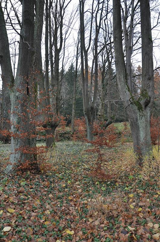 Pozůstatky hřbitova v Dolní Světlé.