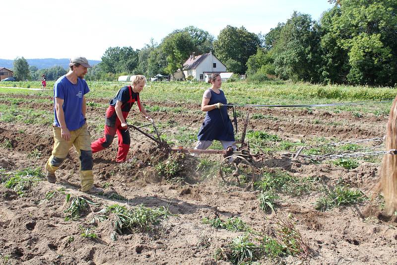 Sklizeň brambor na rodinné farmě Lukava v Jindřichovicích. Ilustrační foto.