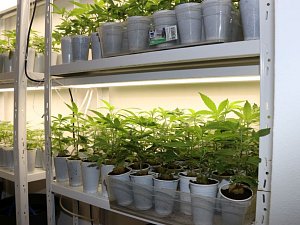 V rámci domovních prohlídek a prohlídek jiných prostor během realizace operace policisté zajistili sedm pěstíren netechnického konopí, 16 kilogramů marihuany, 449 rostlin konopí či 200 gramů kokainu.