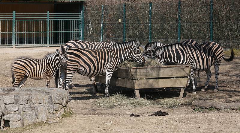 Zoologická zahrada v Liberci strádá, téměř tři čtvrtě roku sem nevkročil kvůli koronaviru žádný návštěvník.