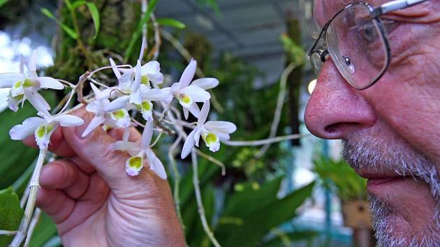 Orchideje a sukulenty, které byly zabaveny pašerákům, pěstují v liberecké Botanické zahradě. Ředitel zahrady Miloslav Studnička s orchidejí s dočasným pracovním názvem Dendrobium SP.