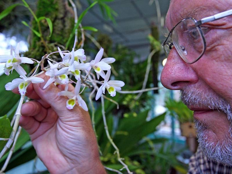 Orchideje a sukulenty, které byly zabaveny pašerákům, pěstují v liberecké Botanické zahradě. Ředitel zahrady Miloslav Studnička s orchidejí s dočasným pracovním názvem Dendrobium SP.