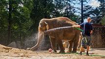 Samice slona indického Bala a Rání se v létě mohou ochladit v nádrži s vodou nebo na sebe hází studený písek. Při velkých vedrech kropí hadicí slony pracovníci zoologické zahrady.