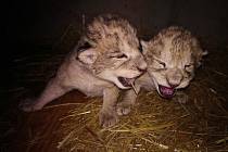 V liberecké zoo se v půlce prosince narodila vzácná lvíčata v přírodě vyhubeného lva berberského.